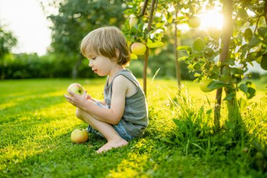 Tatlı çocuk yaz günü elma bahçesinde elma toplamaya yardım ediyor. Çocuk bahçede meyve topluyor. Çocuklar için taze sağlıklı yiyecekler. Yaz aylarında aile beslenmesi.