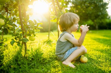 Tatlı çocuk yaz günü elma bahçesinde elma toplamaya yardım ediyor. Çocuk bahçede meyve topluyor. Çocuklar için taze sağlıklı yiyecekler. Yaz aylarında aile beslenmesi.