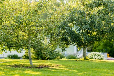 Sıcak bir sonbahar gününde elma ve armut ağaçları. Elma bahçesinde olgun meyveler topluyorum. Çiftlikte kendi meyve ve sebzelerini yetiştiriyorlar. Bahçıvanlık ve kendi kendine yeten yaşam tarzı.