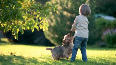 Güneşli yaz bahçesinde ya da bahçede soylu Avustralyalı teriyerle oynayan komik şirin çocuk. Açık hava portresi, mavi ve samur bronz tenli Avustralya teriyeri köpek evcil hayvanı. Yavaş çekim.
