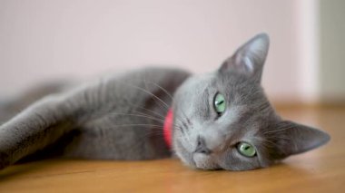 Neşeli genç Rus Mavi kedisi güneşli bir sabahta evde dinleniyor. Yeşil gözlü, muhteşem mavi-gri kedi. Evdeki evcil hayvan. Yavaş çekim görüntüleri.