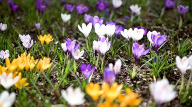 Parkta çiçek açan çiçek. Bahar manzarası. Doğada güzellik. Ağır çekimde yakın çekim.
