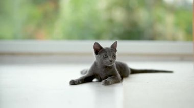 Genç, oyuncu, mavi kedi yavrusu pencerenin kenarında oynuyor, zoomileri alıyor. Yeşil gözlü, muhteşem mavi-gri kedi. Evdeki evcil hayvan.