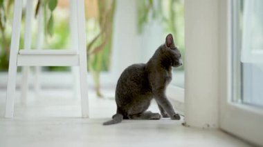 Genç, oyuncu, mavi kedi yavrusu pencerenin kenarında oynuyor, zoomileri alıyor. Yeşil gözlü, muhteşem mavi-gri kedi. Evdeki evcil hayvan.
