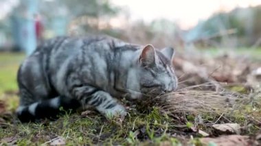 İngiliz gümüşi tekir kedisi arka bahçede kedi ısırıyor. Kediotu, kedi otu, kedi otu ve naneli şeker kokusundan etkilenen genç bir kedinin yakın çekim görüntüleri..
