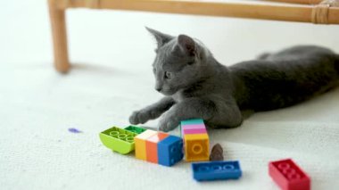 Genç, oyuncu, mavi kedi yavrusu pencerenin kenarında oynuyor, zoomileri alıyor. Yeşil gözlü, muhteşem mavi-gri kedi. Evdeki evcil hayvan.