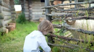 Küçük sevimli çocuk dışarıda küçük bir hayvanat bahçesinde koyun beslerken eğleniyor. Çocuklar için yaz etkinlikleri. Hayvanları beslemek.