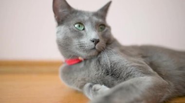 Neşeli genç Rus Mavi kedisi güneşli bir sabahta evde dinleniyor. Yeşil gözlü, muhteşem mavi-gri kedi. Evdeki evcil hayvan.