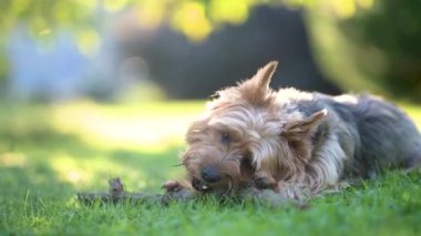 Mavi ve taba rengi Avustralya teriyeri parlak bir yaz gününde arka bahçede yürüyor. Evcil bir köpeğin sopayı çiğnerken, bahçede ya da arka bahçede eğlenirken çekilmiş yakın çekim görüntüleri..