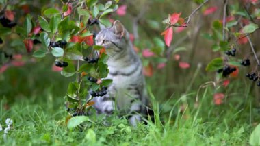 Açık bir yaz gününde arka bahçede yürüyen İngiliz gümüşi tekir kedisi. Yavru bir evcil kedinin bahçede ya da arka bahçede eğlenirken yavaş çekim görüntüleri..