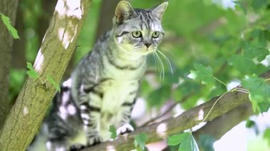 Açık bir yaz gününde arka bahçede yürüyen İngiliz gümüşi tekir kedisi. Yavru bir kedinin bahçede ya da arka bahçede ağaçta oturup eğlenirken yavaş çekim görüntüleri..