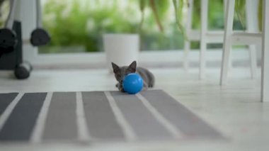 Genç oyuncu Rus Mavi Kedicik pencerenin kenarında mavi topla oynayıp zoomileri alıyor. Yeşil gözlü, muhteşem mavi-gri kedi. Evdeki evcil hayvan.