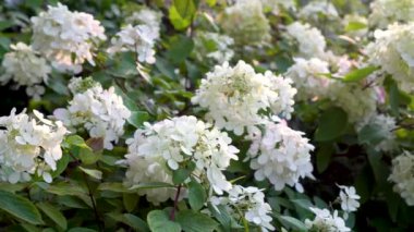 Ortanca ağaçlarının narin çiçekleri yazın alçak akşam güneşiyle aydınlanır. Hortensiya yaz bahçesinde çiçek açıyor. Doğada güzellik.
