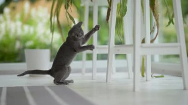 Genç, oyuncu, mavi kedi yavrusu pencerenin kenarında oynuyor, zoomileri alıyor. Yeşil gözlü, muhteşem mavi-gri kedi. Evdeki evcil hayvan.
