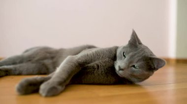 Neşeli genç Rus Mavi kedisi güneşli bir sabahta evde dinleniyor. Yeşil gözlü, muhteşem mavi-gri kedi. Evdeki evcil hayvan.