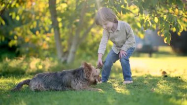 Güneşli yaz bahçesinde ya da bahçede soylu Avustralyalı teriyerle oynayan komik şirin çocuk. Açık hava portresi, mavi ve samur bronz tenli Avustralya teriyeri köpek evcil hayvanı. Yavaş çekim.