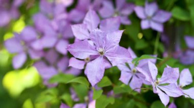 Flowering purple clematis in the garden. Flowers blossoming in summer. Beauty in nature.
