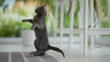 Genç, oyuncu, mavi kedi yavrusu pencerenin kenarında oynuyor, zoomileri alıyor. Yeşil gözlü, muhteşem mavi-gri kedi. Evdeki evcil hayvan.