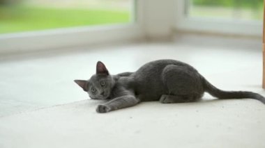 Genç, oyuncu, mavi kedi yavrusu pencerenin kenarında oynuyor, zoomileri alıyor. Yeşil gözlü, muhteşem mavi-gri kedi. Evdeki evcil hayvan.