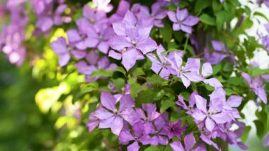 Flowering purple clematis in the garden. Flowers blossoming in summer. Beauty in nature.