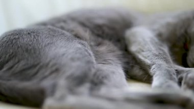 Neşeli genç Rus Mavi Kedisi güneşli bir sabahta evde uyuyor. Muhteşem mavi-gri kedi kanepede dinleniyor. Evdeki evcil hayvan.
