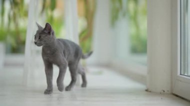Genç, oyuncu, mavi kedi yavrusu pencerenin kenarında oynuyor, zoomileri alıyor. Yeşil gözlü, muhteşem mavi-gri kedi. Evdeki evcil hayvan.