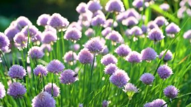 Pembe yoncaların çimenlikte çiçek açması ve parlak bir yaz günü üzerlerinde uçuşan arıların görüntüsü. Polen, nam-ı diğer arı ekmeği ya da ambrosia koleksiyonu.