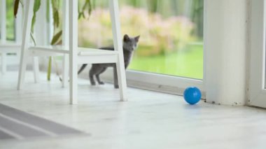 Genç oyuncu Rus Mavi Kedicik pencerenin kenarında mavi topla oynayıp zoomileri alıyor. Yeşil gözlü, muhteşem mavi-gri kedi. Evdeki evcil hayvan.