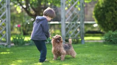 Güneşli yaz bahçesinde ya da bahçede soylu Avustralyalı teriyerle oynayan komik şirin çocuk. Açık hava portresi, mavi ve samur bronz tenli Avustralya teriyeri köpek evcil hayvanı. Yavaş çekim.