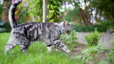 Açık bir yaz gününde arka bahçede yürüyen İngiliz gümüşi tekir kedisi. Bahçede ya da arka bahçede eğlenen genç bir kedinin yavaş çekim görüntüleri..