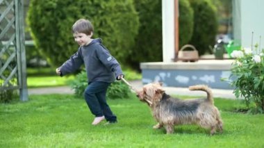 Güneşli yaz bahçesinde ya da bahçede soylu Avustralyalı teriyerle oynayan komik şirin çocuk. Açık hava portresi, mavi ve samur bronz tenli Avustralya teriyeri köpek evcil hayvanı. Yavaş çekim.