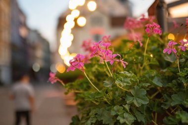 Riga 'nın renkli kaldırım taşı sokağındaki bir restoranda süs olarak kullanılan çiçekler. Letonya 'nın başkentinde canlı bir şehir hayatı.