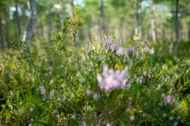 Heather Bog 'da çiçek açıyor, Estonya' nın Lahemaa Ulusal Parkı 'ndaki en ünlü bataklıklardan biri. Eşsiz sulak arazi ekosistemi çeşitli vahşi yaşamı destekler ve eşsiz bitki ve hayvanlara ev sahipliği yapar..