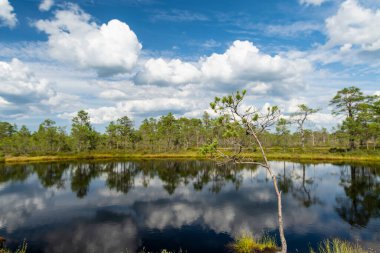 Viru Bog, Estonya 'nın Lahemaa Ulusal Parkı' ndaki en ünlü bataklıklardan biri. Eşsiz sulak arazi ekosistemi çeşitli vahşi yaşamı destekler ve çeşitli eşsiz bitki ve hayvanlara ev sahipliği yapar..