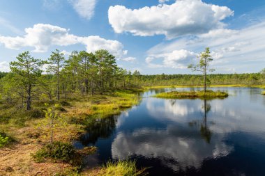 Viru Bog, Estonya 'nın Lahemaa Ulusal Parkı' ndaki en ünlü bataklıklardan biri. Eşsiz sulak arazi ekosistemi çeşitli vahşi yaşamı destekler ve çeşitli eşsiz bitki ve hayvanlara ev sahipliği yapar..