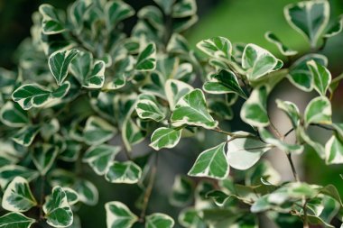 Estonya, Tartu botanik bahçesindeki farklı tropikal bitki ve çiçek türleri. Serada yetişen yemyeşil egzotik bitkiler..