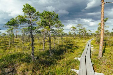 Estonya 'nın Jarva ilçesinde yer alan çam ağaçları, oyuklar ve havuzlarla benekli Seli Bataklığı. Eşsiz sulak arazi ekosistemi çeşitli vahşi yaşamı destekler ve eşsiz bitki ve hayvanlara ev sahipliği yapar..