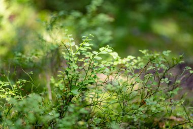 Yaban mersini yaprakları güzel, karışık çam ve yaprak döken Estonya ormanlarında. Baltık doğasının güzelliği.