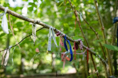 Şans getirmesi için birçok kurdele Saula Blue Springs veya Saula Siniallikad yakınlarındaki doğal ve kültürel miras alanlarına bağlandı. Saula köyü, Kose bölgesi, Harju ilçesi, Estonya.