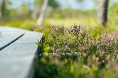 Heather flowering in Seli Bog, dotted with pine trees, hollows and pools, in Jarva county, Estonia. Unique wetland ecosystem supports diverse wildlife and is a home to unique plants and animals. clipart