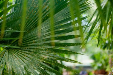 Estonya, Tartu botanik bahçesindeki farklı tropikal bitki ve çiçek türleri. Serada yetişen yemyeşil egzotik bitkiler..