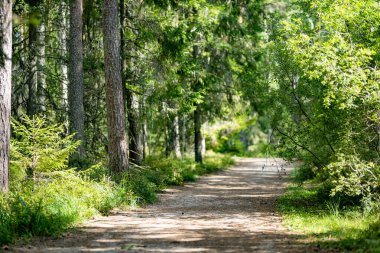Güzel, karışık çam ve yaprak döken Estonya ormanları. Baltık doğasının güzelliği.