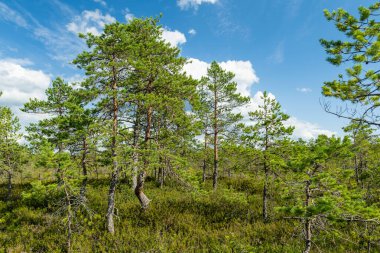 Viru Bog, Estonya 'nın Lahemaa Ulusal Parkı' ndaki en ünlü bataklıklardan biri. Eşsiz sulak arazi ekosistemi çeşitli vahşi yaşamı destekler ve çeşitli eşsiz bitki ve hayvanlara ev sahipliği yapar..