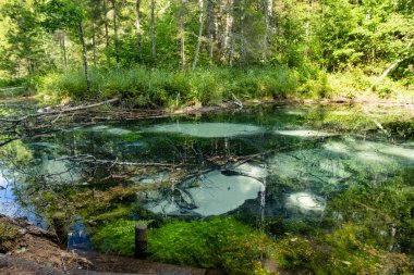 Saula Blue Springs ya da Saula Siniallikad, doğal ve kültürel miras alanı. İyileştirici gücü olan mavi rengin kurban baharı olduğuna inanılıyor. Saula köyü, Kose bölgesi, Harju ilçesi, Estonya.