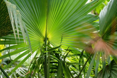Estonya, Tartu botanik bahçesindeki farklı tropikal bitki ve çiçek türleri. Serada yetişen yemyeşil egzotik bitkiler..