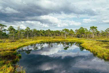 Estonya 'nın Jarva ilçesinde yer alan çam ağaçları, oyuklar ve havuzlarla benekli Seli Bataklığı. Eşsiz sulak arazi ekosistemi çeşitli vahşi yaşamı destekler ve eşsiz bitki ve hayvanlara ev sahipliği yapar..