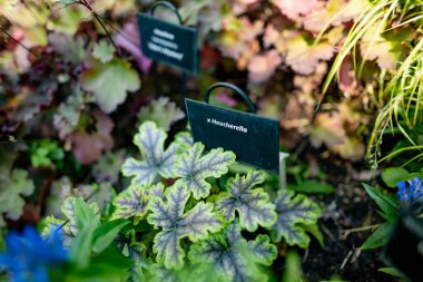 Tartu, Estonya 'nın botanik bahçesindeki farklı bitki ve çiçek türleri.