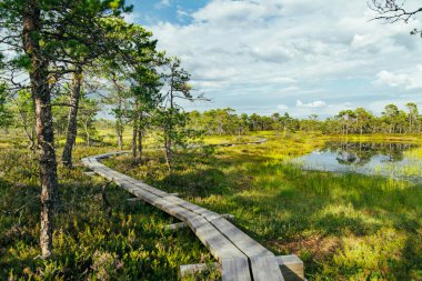 Estonya 'nın Jarva ilçesinde yer alan çam ağaçları, oyuklar ve havuzlarla benekli Seli Bataklığı. Eşsiz sulak arazi ekosistemi çeşitli vahşi yaşamı destekler ve eşsiz bitki ve hayvanlara ev sahipliği yapar..