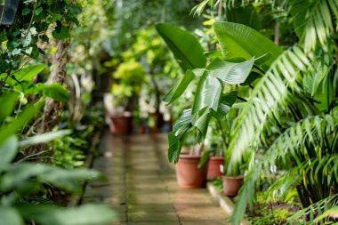 Estonya, Tartu botanik bahçesindeki farklı tropikal bitki ve çiçek türleri. Serada yetişen yemyeşil egzotik bitkiler..