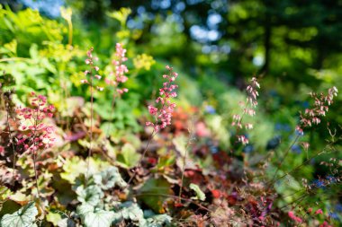 Tartu, Estonya 'nın botanik bahçesindeki farklı bitki ve çiçek türleri.